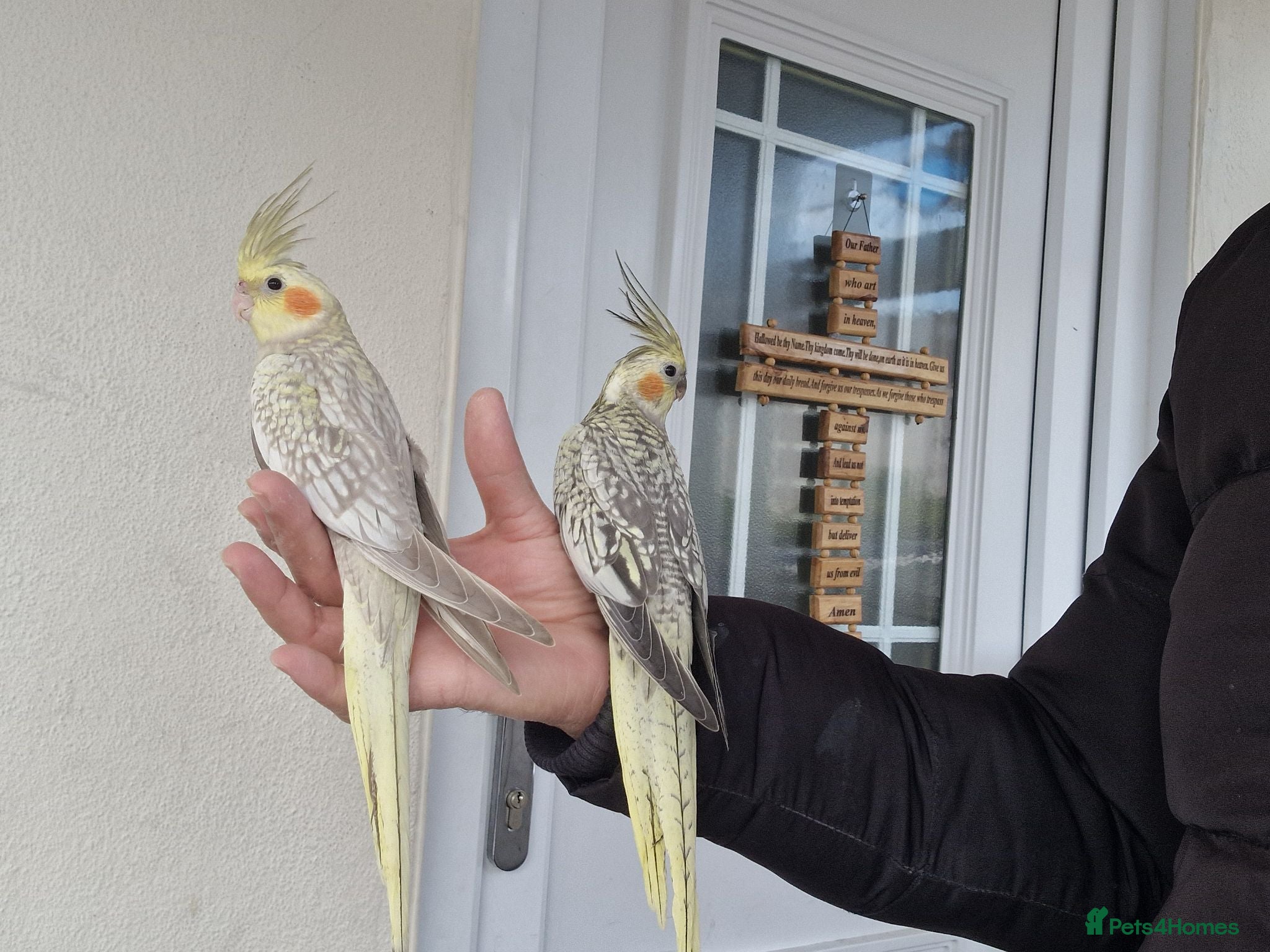 Cockatiels birds Super hand tamed baby cockatiels  - Advert 13