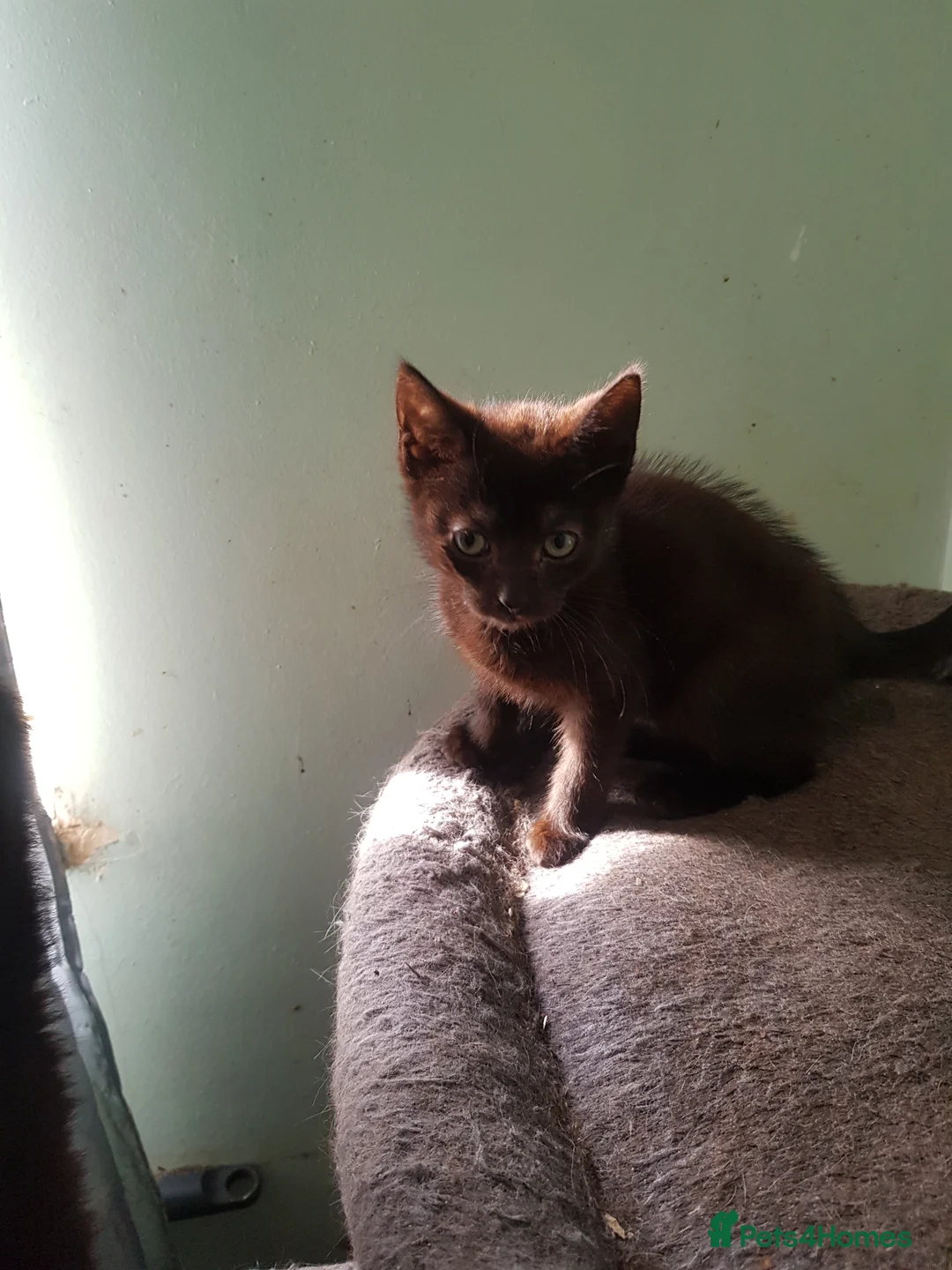 Mixed Breed cats for sale: Boy Kittens Ready Now in Slough - Advert 2