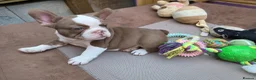 French Bulldog dogs for sale: Open for offer  French Bulldog with papers - Advert 12