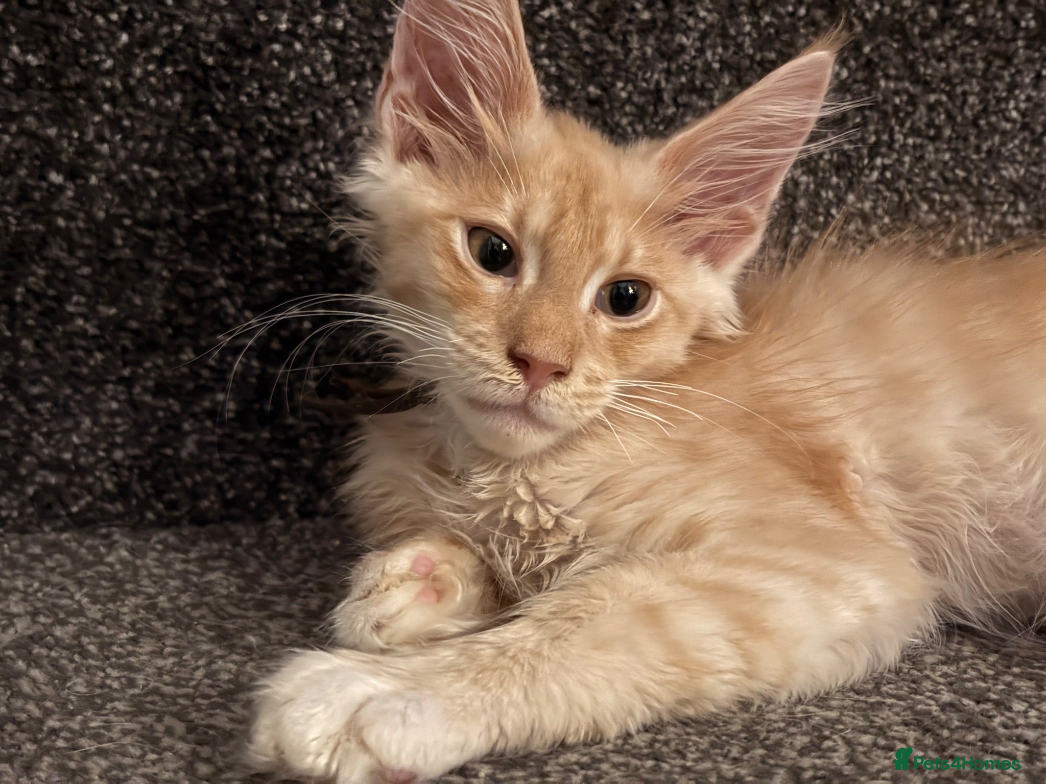 Maine Coon cats 🐾 Tica registered Maine coon kittens  - Advert 10