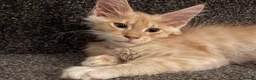 Maine Coon cats for sale: 🐾 Tica registered Maine coon kittens  - Advert 4