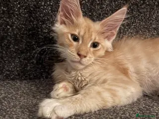 Maine Coon cats 🐾 Tica registered Maine coon kittens - Advert 10