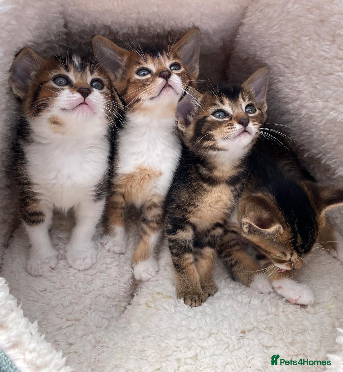 Mixed Breed cats Beautiful mixed breed kittens  - Advert 16