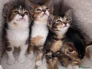 Mixed Breed cats Beautiful mixed breed kittens - Advert 16