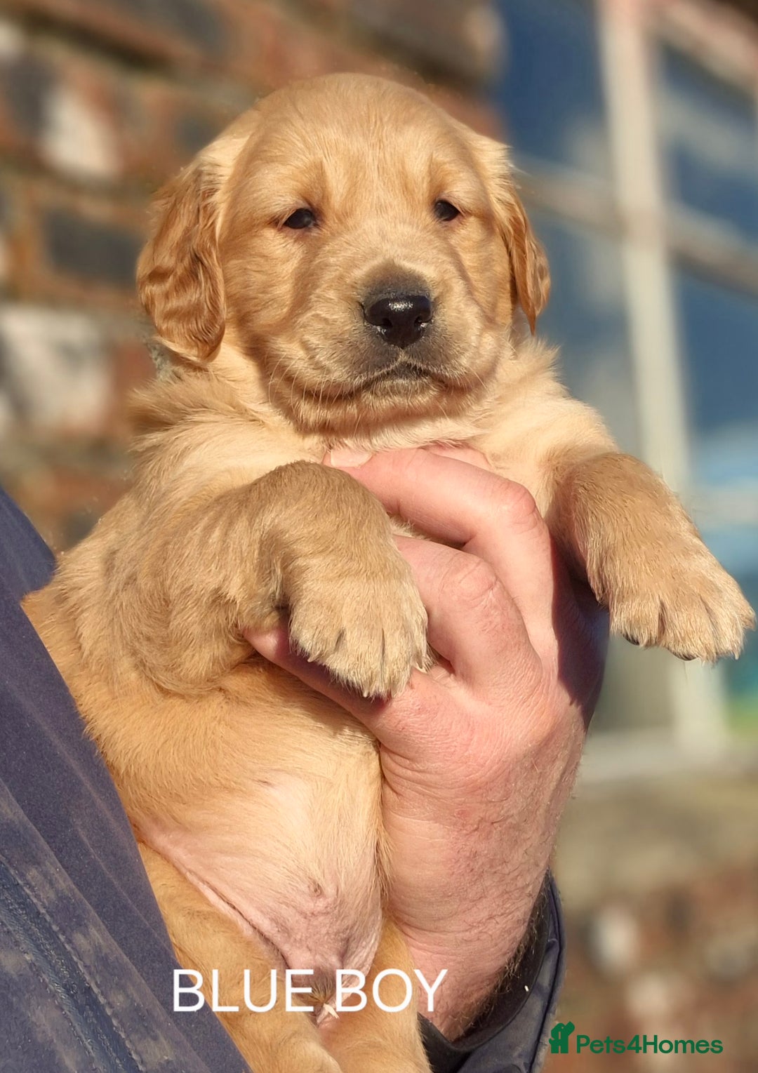 Golden Retriever dogs for sale: KC GOLDEN RETRIEVER PUPPIES, HEALTH SCORED PARENTS - Advert 15