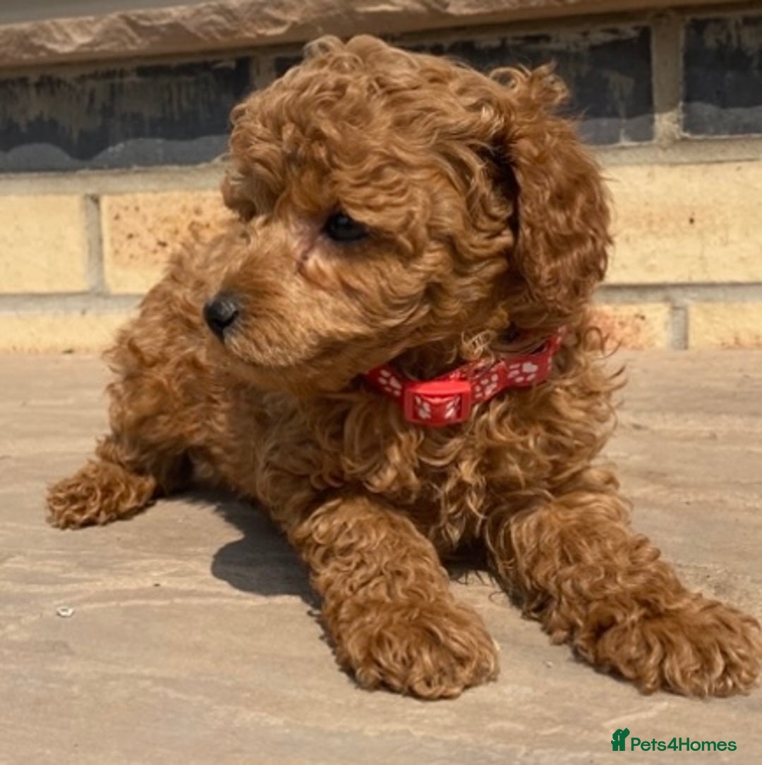 Toy Poodle dogs for sale: 🐶❤️ KC Registered Red Toy Poodle Puppies ❤️🐶 - Image 13