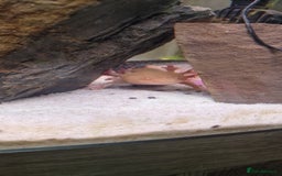 Axolotl reptiles for sale: Pair of axolotl  - Image 10