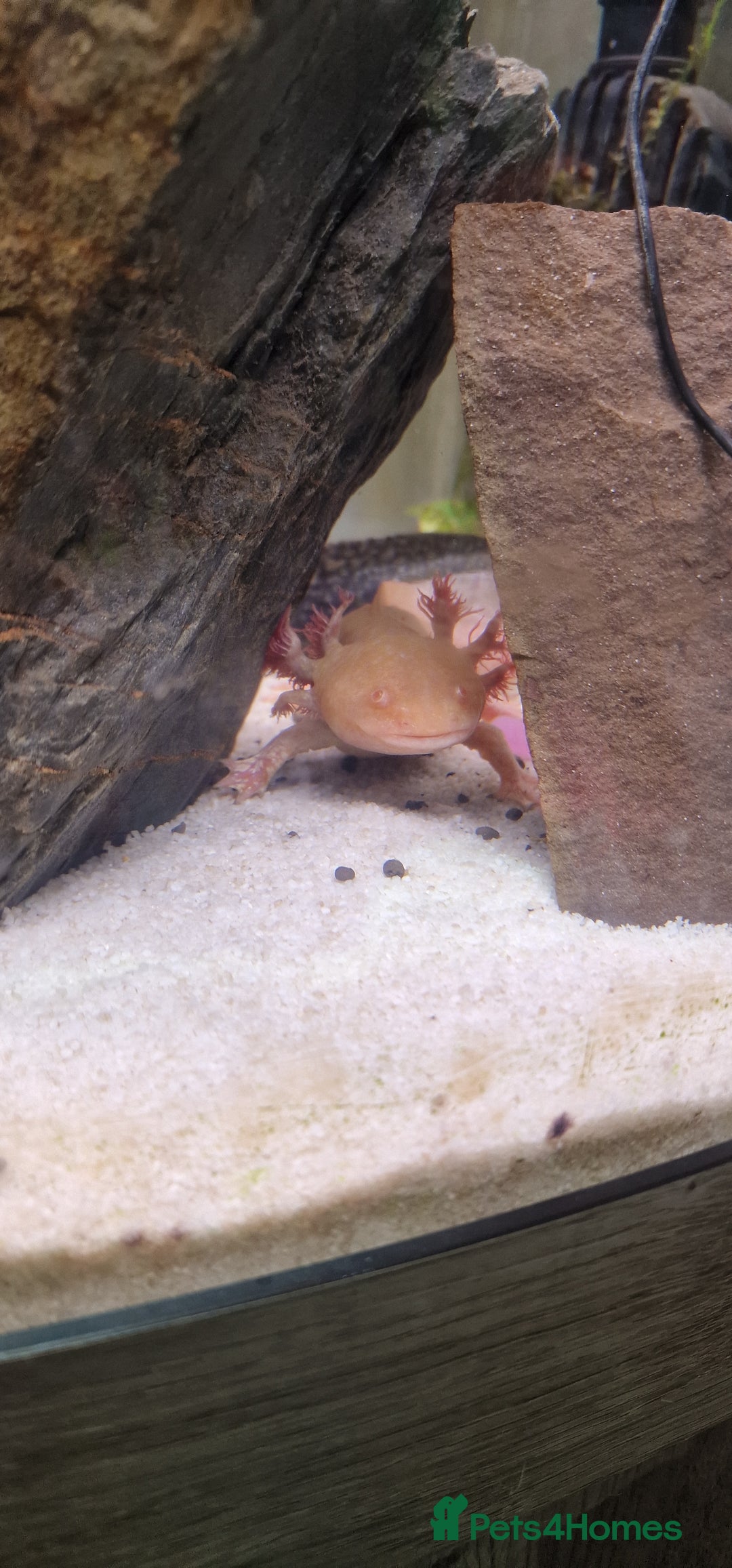 Axolotl reptiles for sale: Pair of axolotl  - Image 10