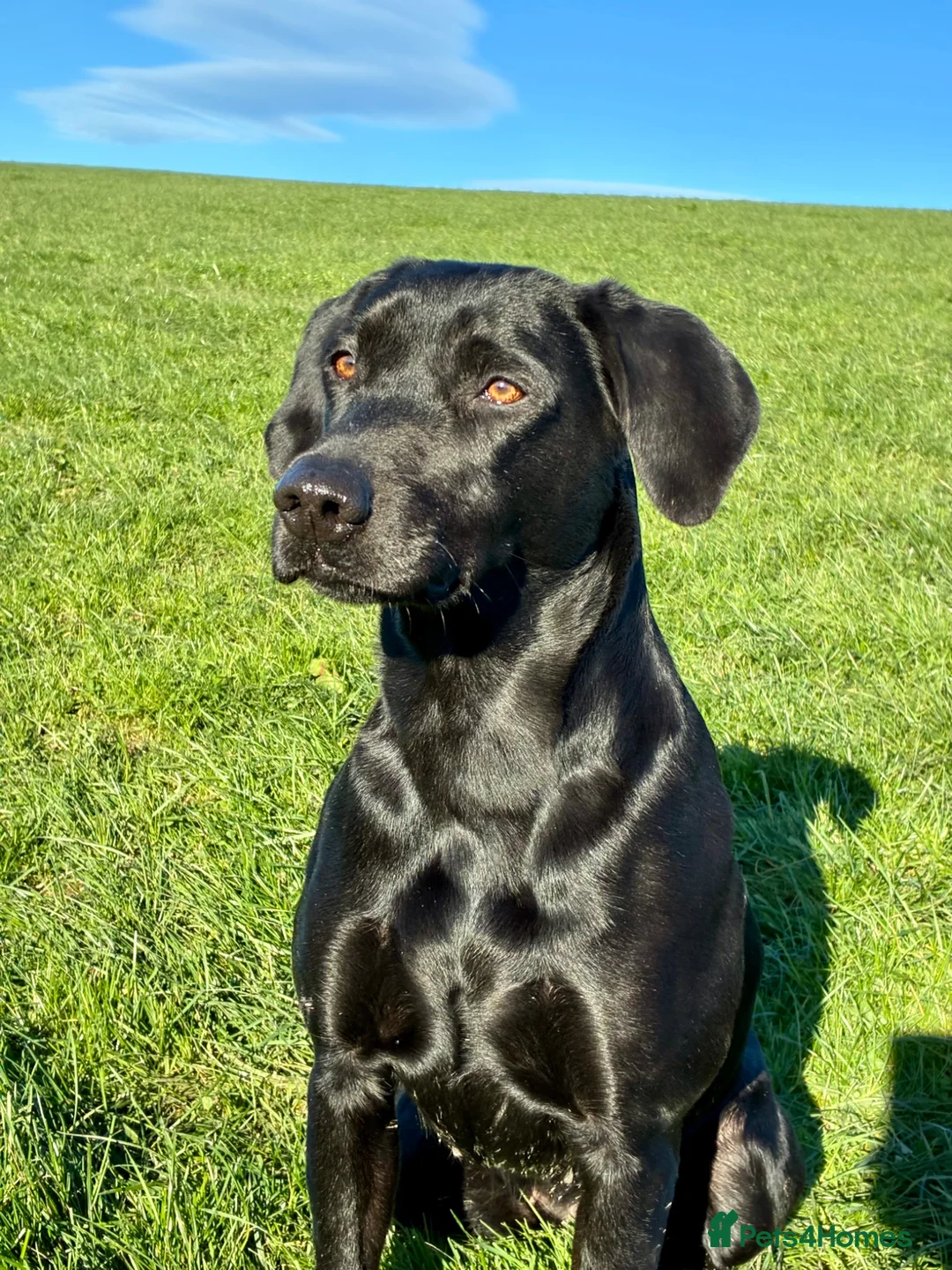 Labrador Retriever dogs for sale: Beautiful KC Registered Labrador Puppies - Advert 2