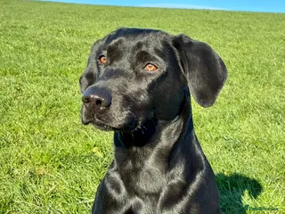 Labrador Retriever dogs Beautiful KC Registered Labrador Puppies - Advert 7