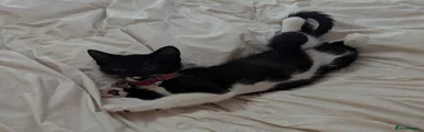 Mixed Breed 1