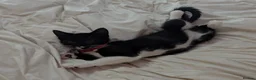 Mixed Breed cats for sale: Tuxedo kitten - Advert 2
