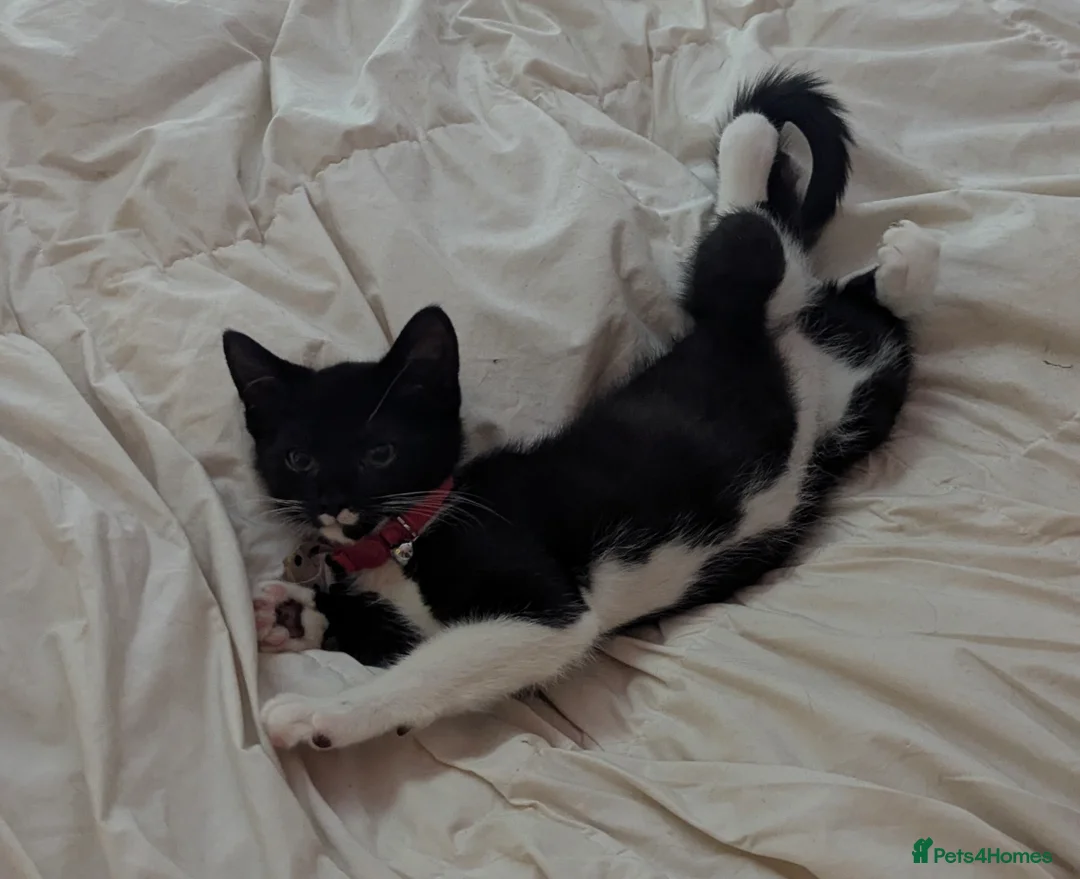 Mixed Breed cats for sale: Tuxedo kitten - Advert 2