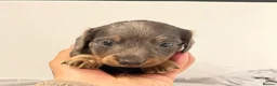 Miniature Dachshund dogs for sale: LONG HAIRED MINIATURE RUSSIAN DACHSHUNDS  - Advert 12