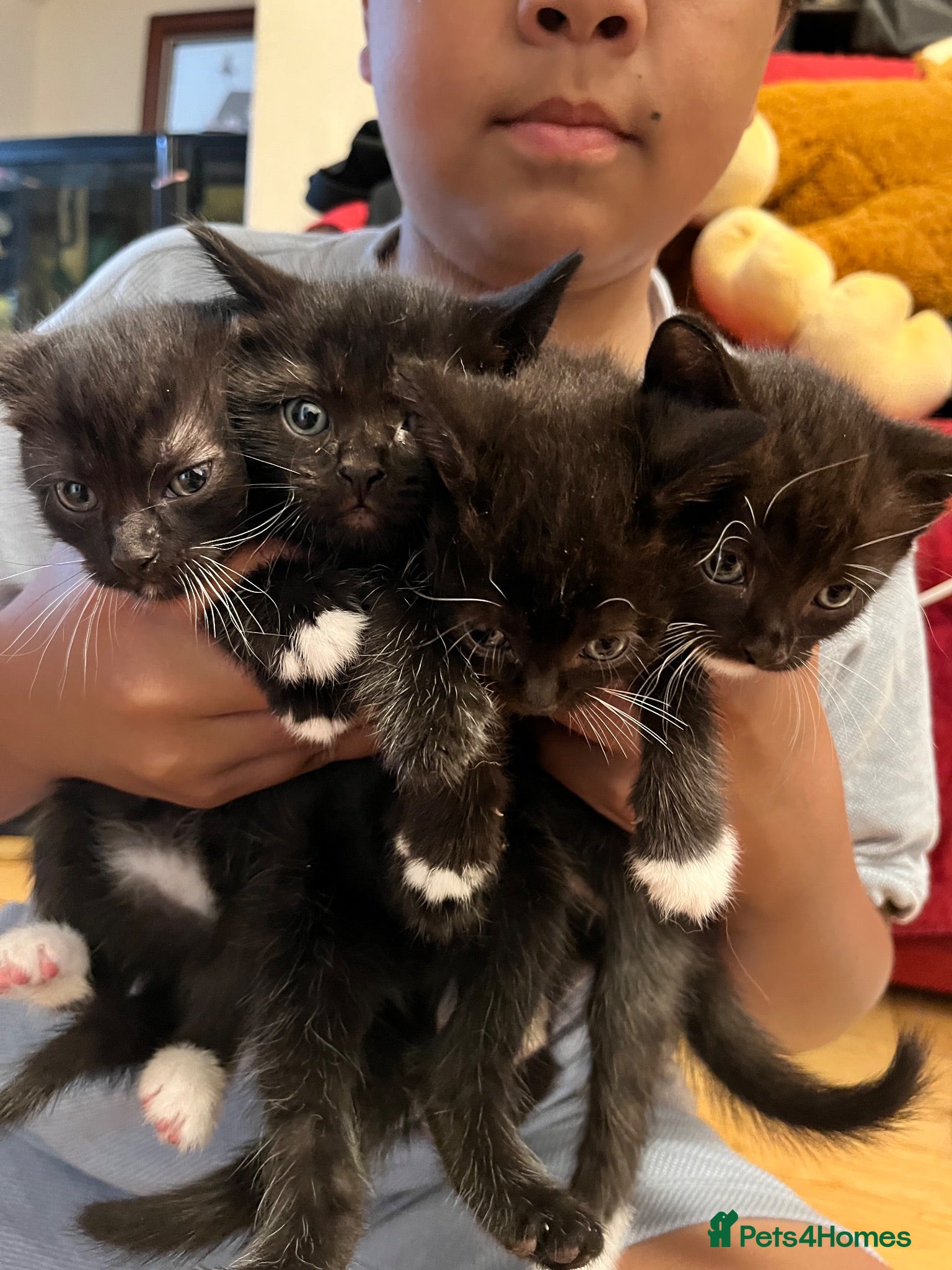 Mixed Breed cats 4 lovely kittens  - Advert 2
