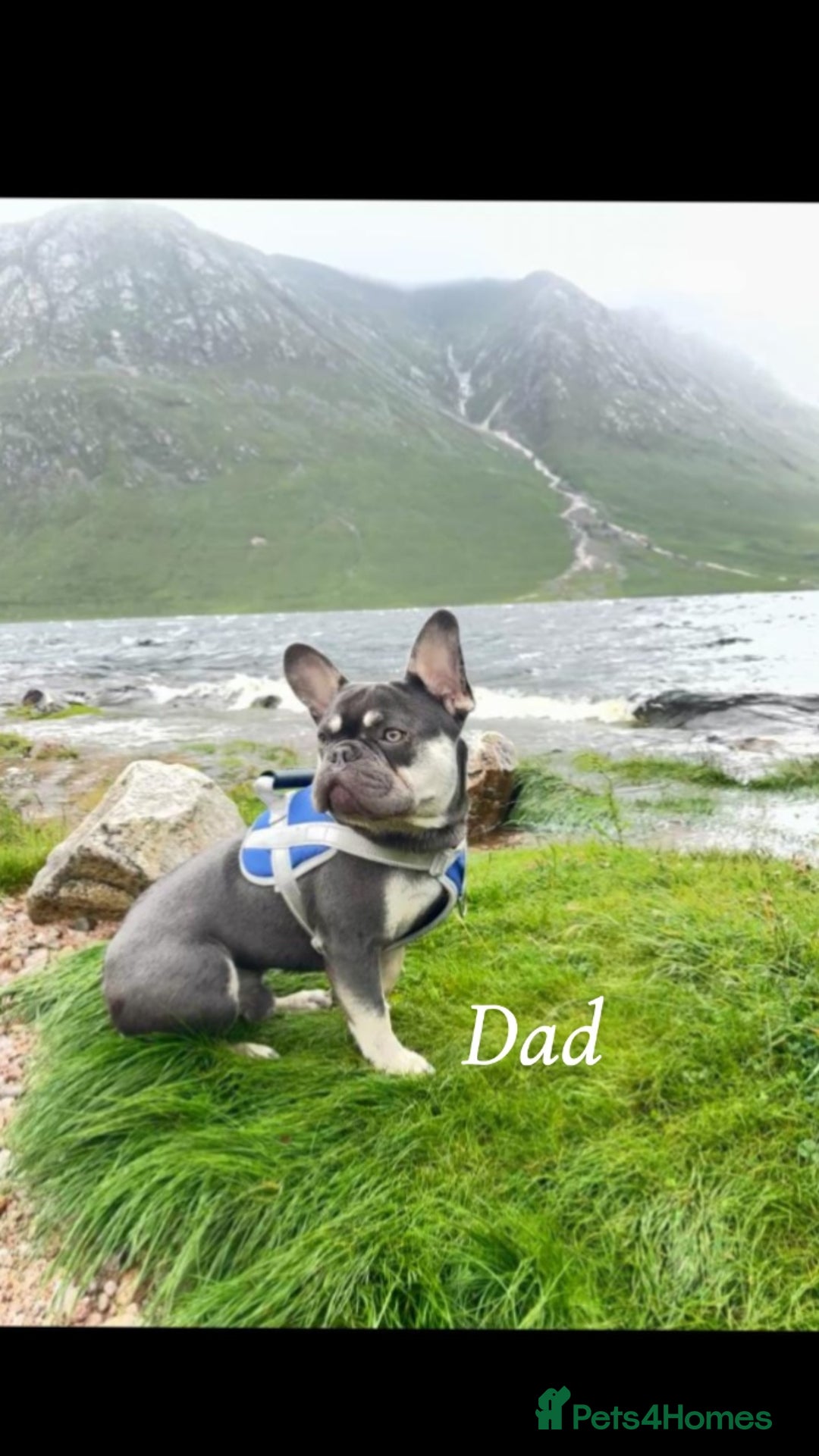 French Bulldog dogs for sale: Beautiful French bulldog puppies  - Image 22