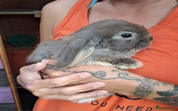 Mini Lop rabbits for sale: Mini lops boys ready to leave  - Image 1