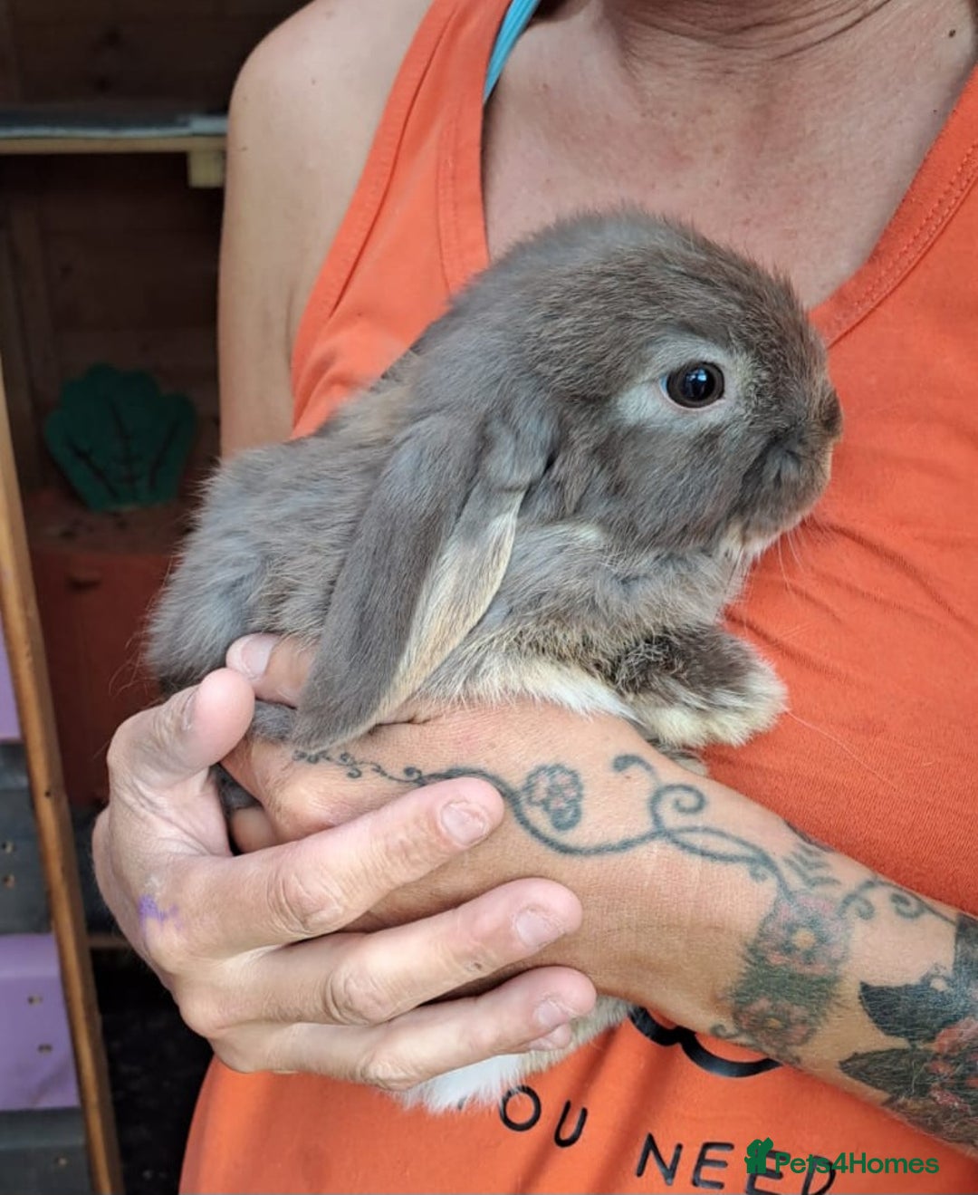 Mini Lop rabbits for sale: Mini lops boys ready to leave  - Image 1