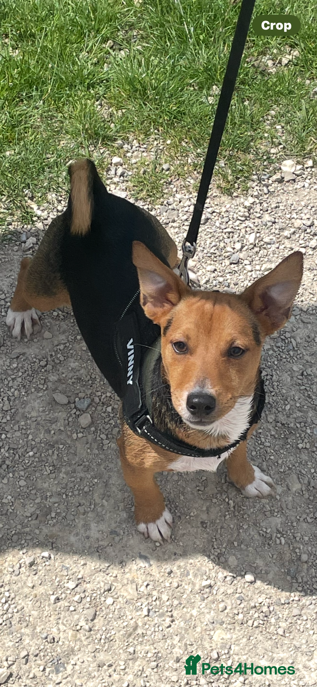 Jack Russell dogs for stud: Vinny- miniature jack Russell for stud  - Advert 1