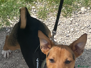 Jack Russell dogs Vinny- miniature jack Russell for stud - Advert 1