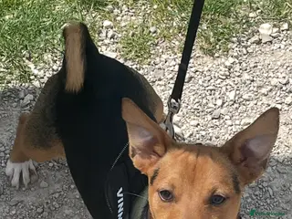 Jack Russell dogs miniature jack Russell for stud - Advert 21