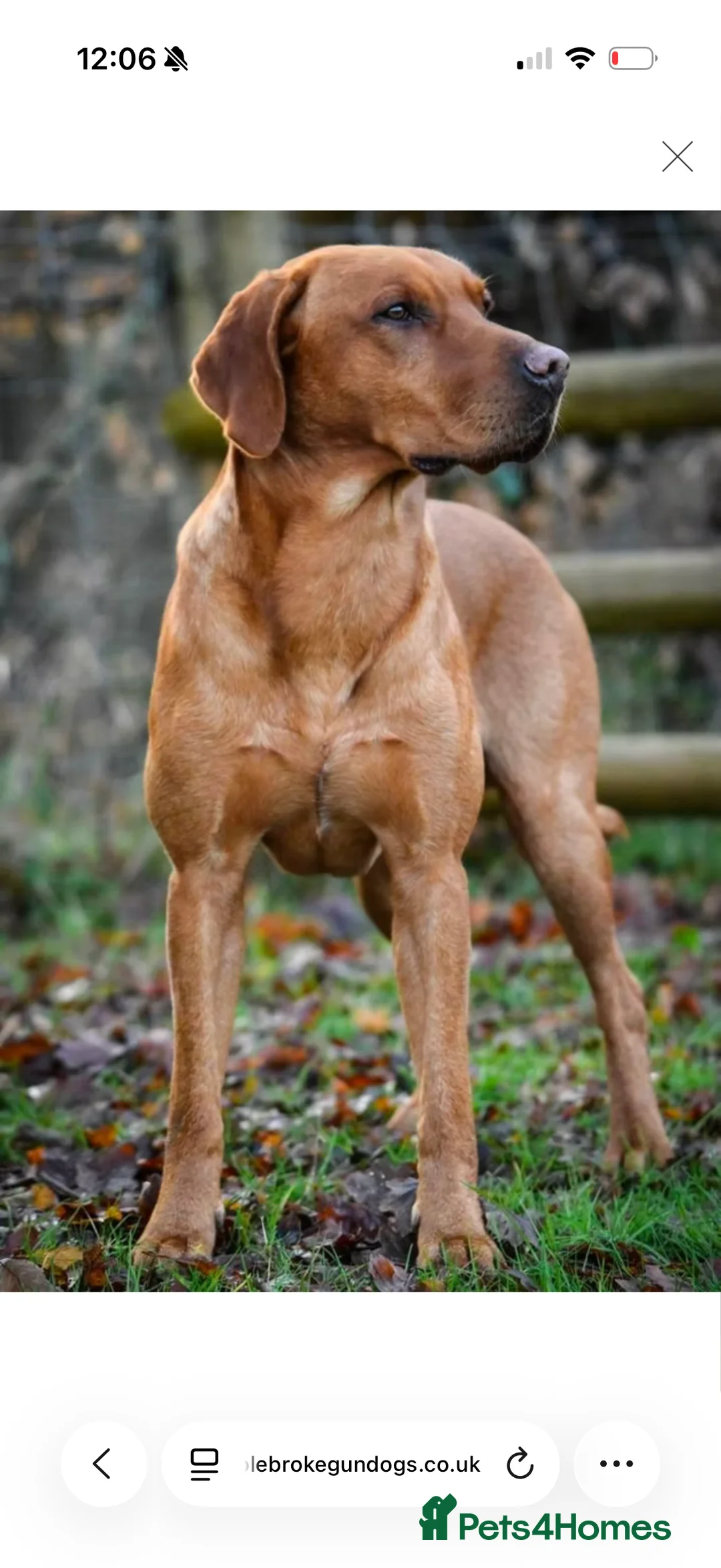 Labrador Retriever dogs for sale: Labrador retriever working line  - Advert 2