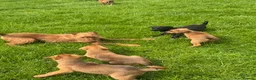 Mixed Breed dogs for sale: Irish Colliewobble puppies in Hexham - Advert 2