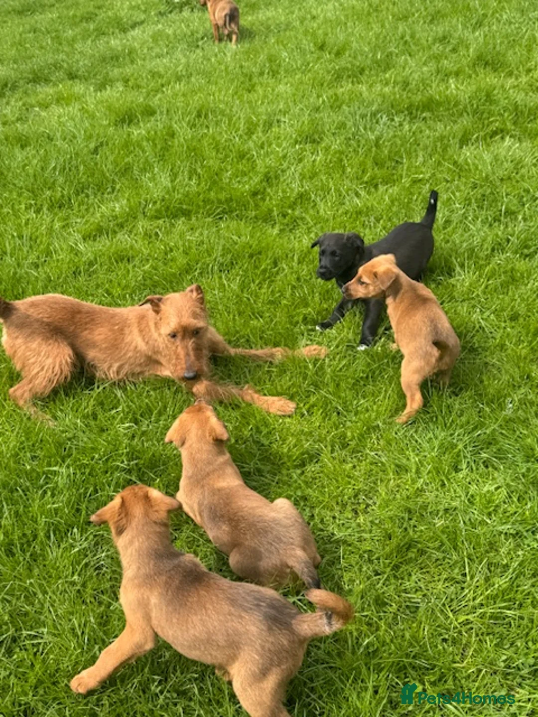 Mixed Breed dogs for sale: Irish Colliewobble puppies in Hexham - Advert 2