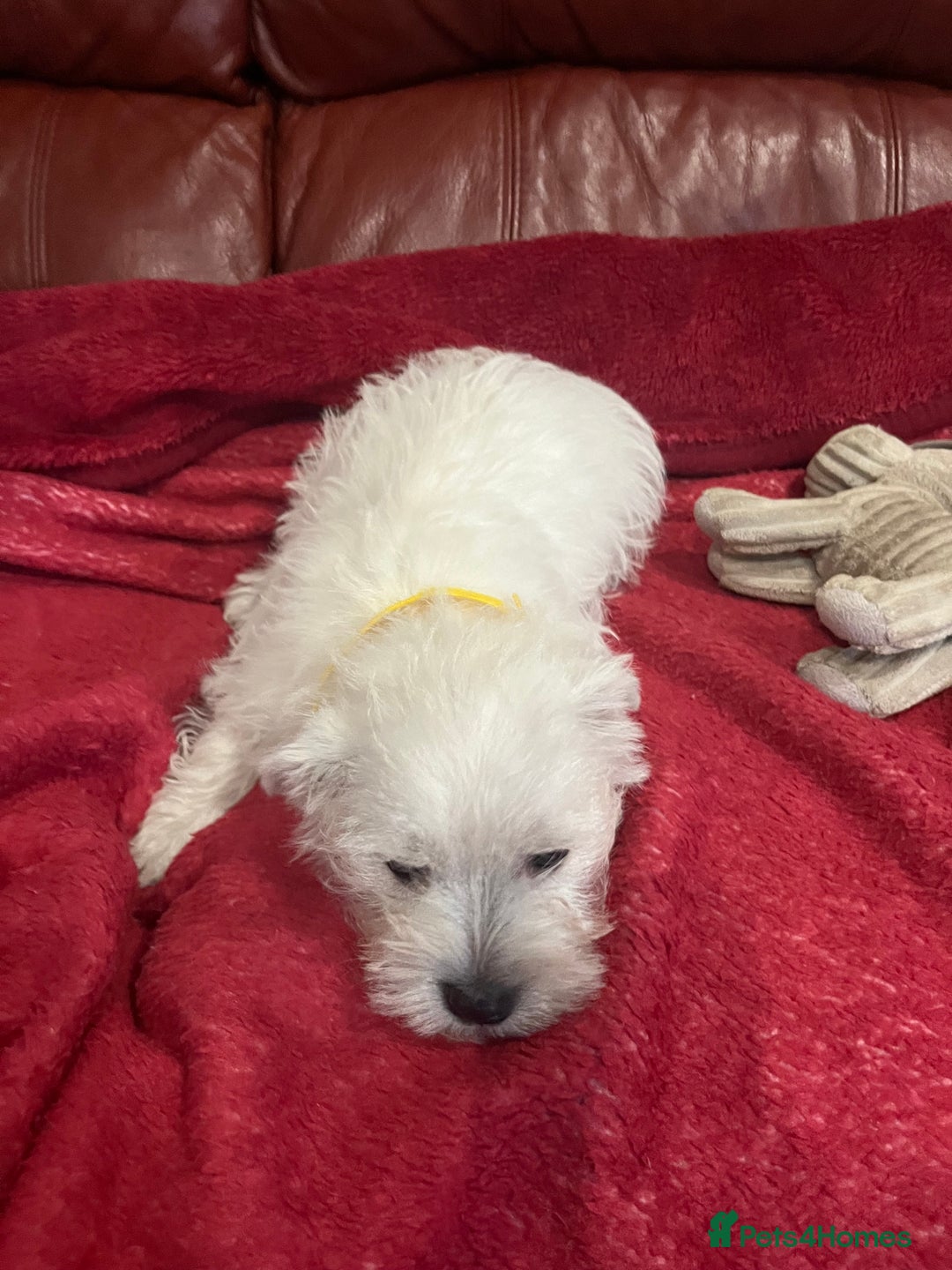 West Highland Terrier dogs for sale: 1 Boy Left   - Advert 12