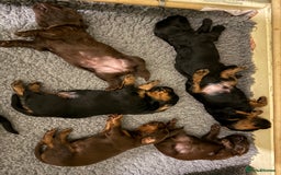 Sprocker dogs for sale: Beautiful Sprocker puppies  - Image 7