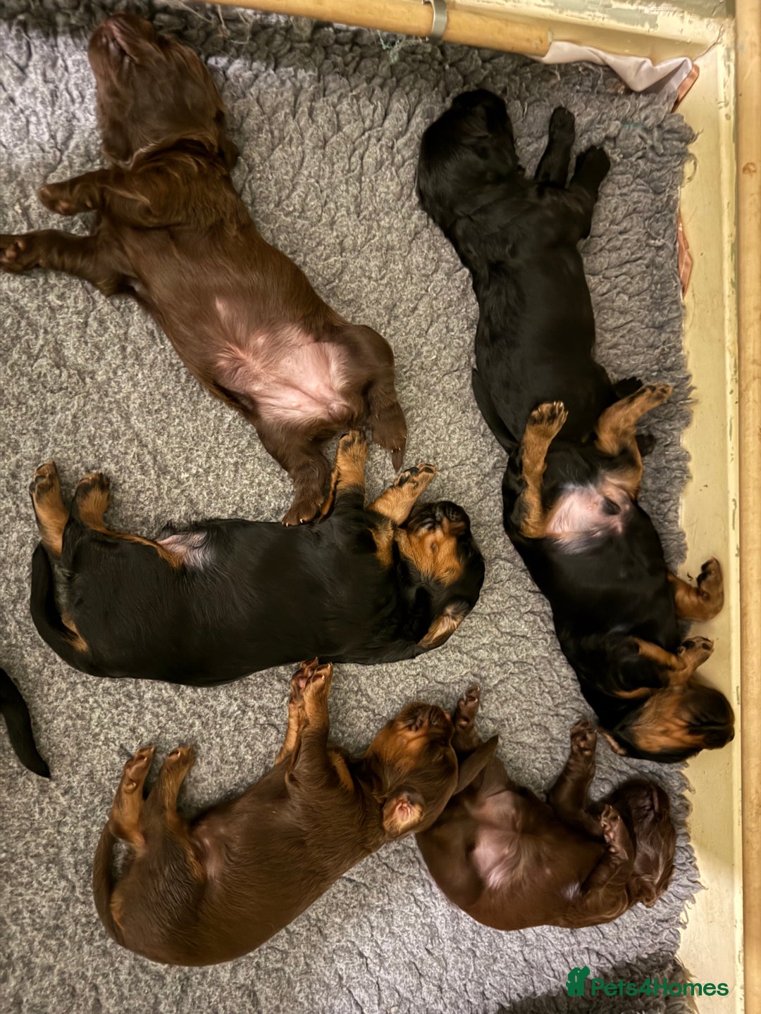 Sprocker dogs for sale: Beautiful Sprocker puppies  - Image 7