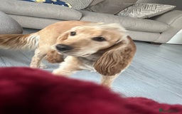 Cocker Spaniel dogs for sale: Marley - Image 4