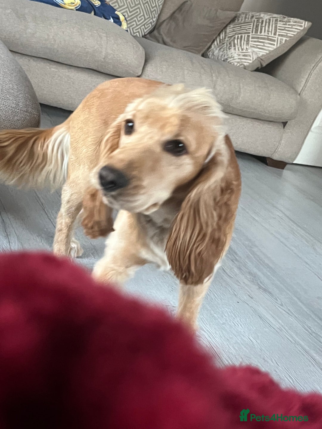 Cocker Spaniel dogs for sale: Marley - Image 4