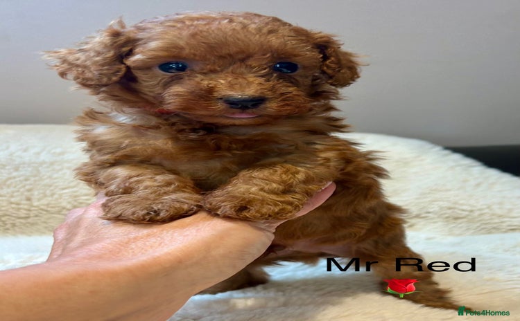 Toy Poodle dogs - Advert 1