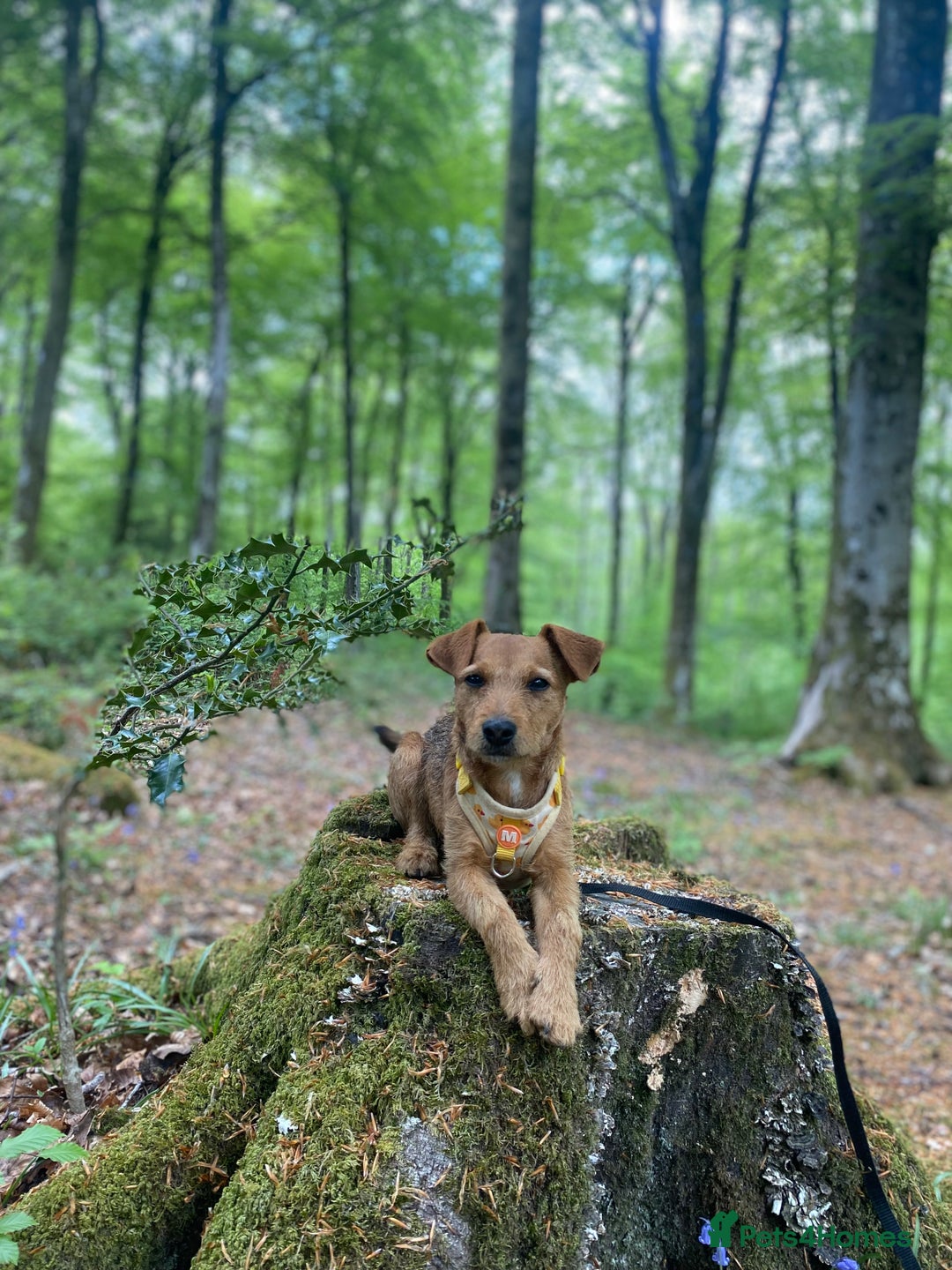 Patterjack dogs for sale: 8 Month Old girl seeking loving forever home - Image 2