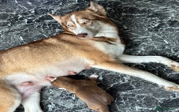 Mixed Breed dogs for sale: Husky x cocker spaniel puppies  - Image 12