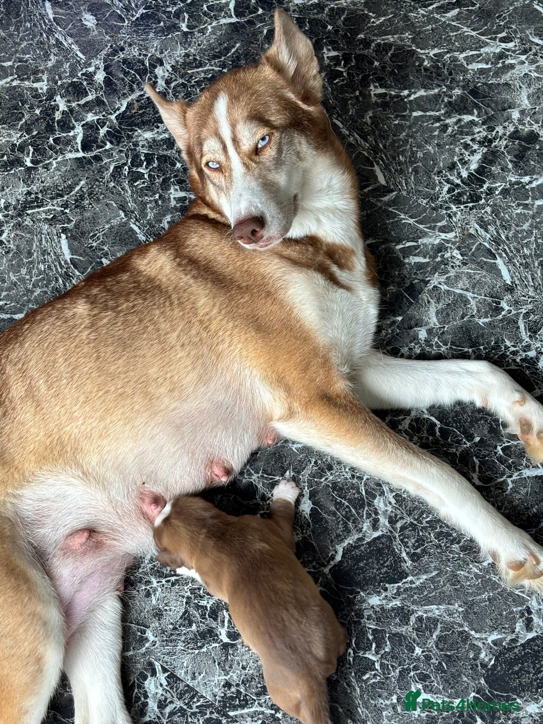 Mixed Breed dogs for sale: Husky x cocker spaniel puppies  - Image 12