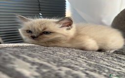 Ragdoll cats for sale: READY TO LEAVE Purebred ragdolls - Image 28