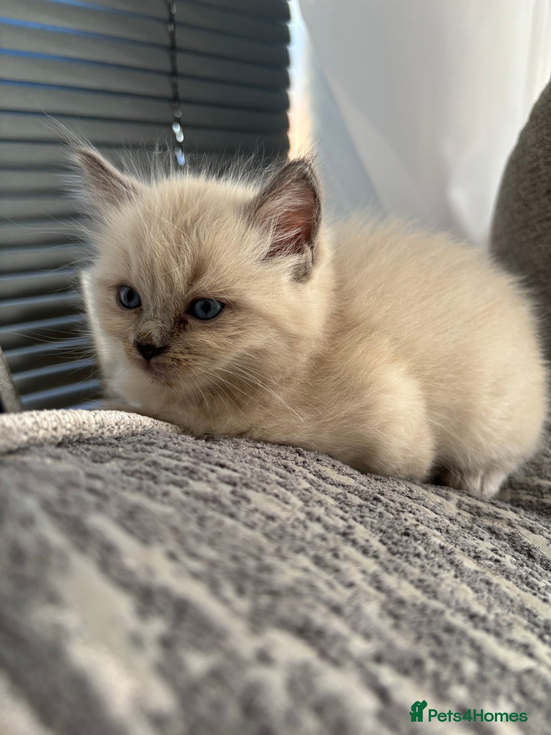 Ragdoll cats for sale: READY TO LEAVE Purebred ragdolls - Image 28