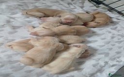 Golden Retriever dogs for sale: 7 kc golden retrievers left  - Image 5