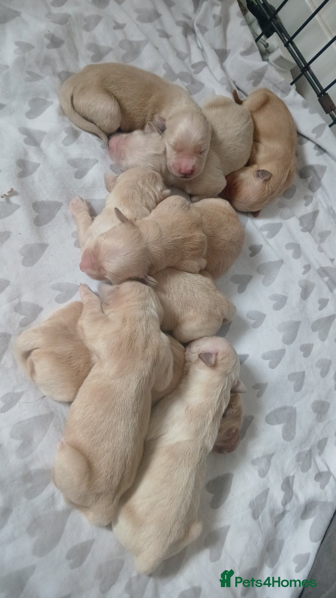 Golden Retriever dogs for sale: 7 kc golden retrievers left  - Image 5