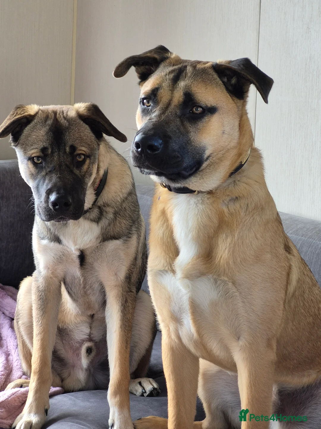 Mixed Breed dogs for sale: Bullmastiff x husky in Clacton-on-Sea - Advert 2