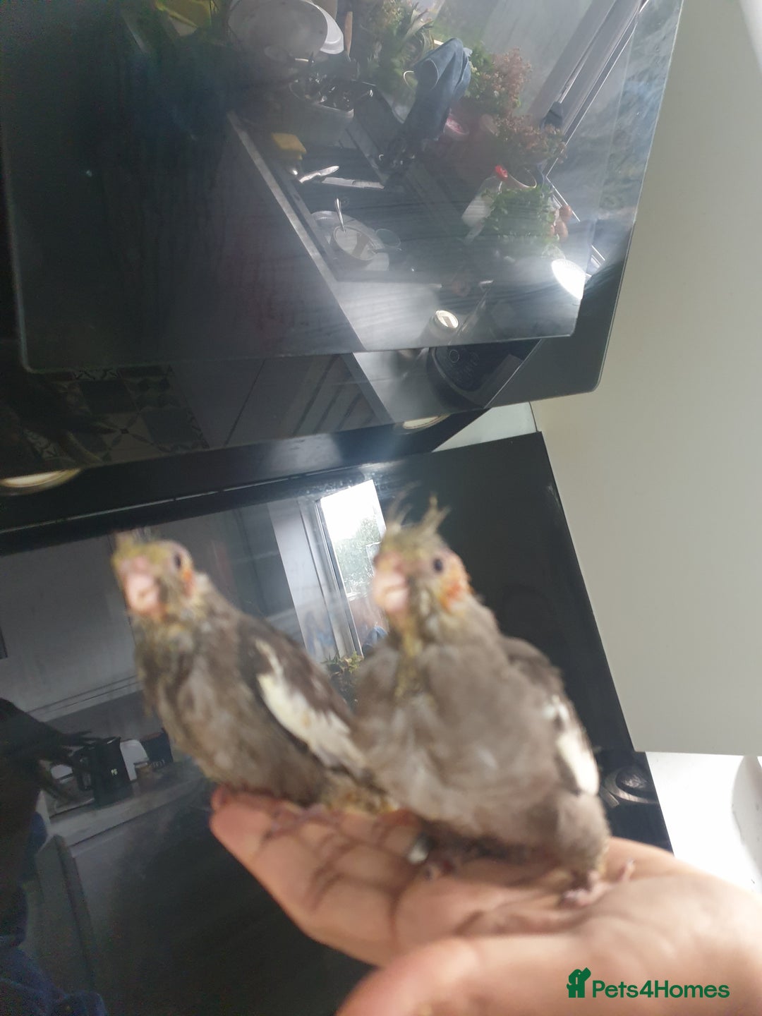 Cockatiels birds for sale: 2 resvd*3 hand reared baby cockatiels in Plymouth  - Advert 3