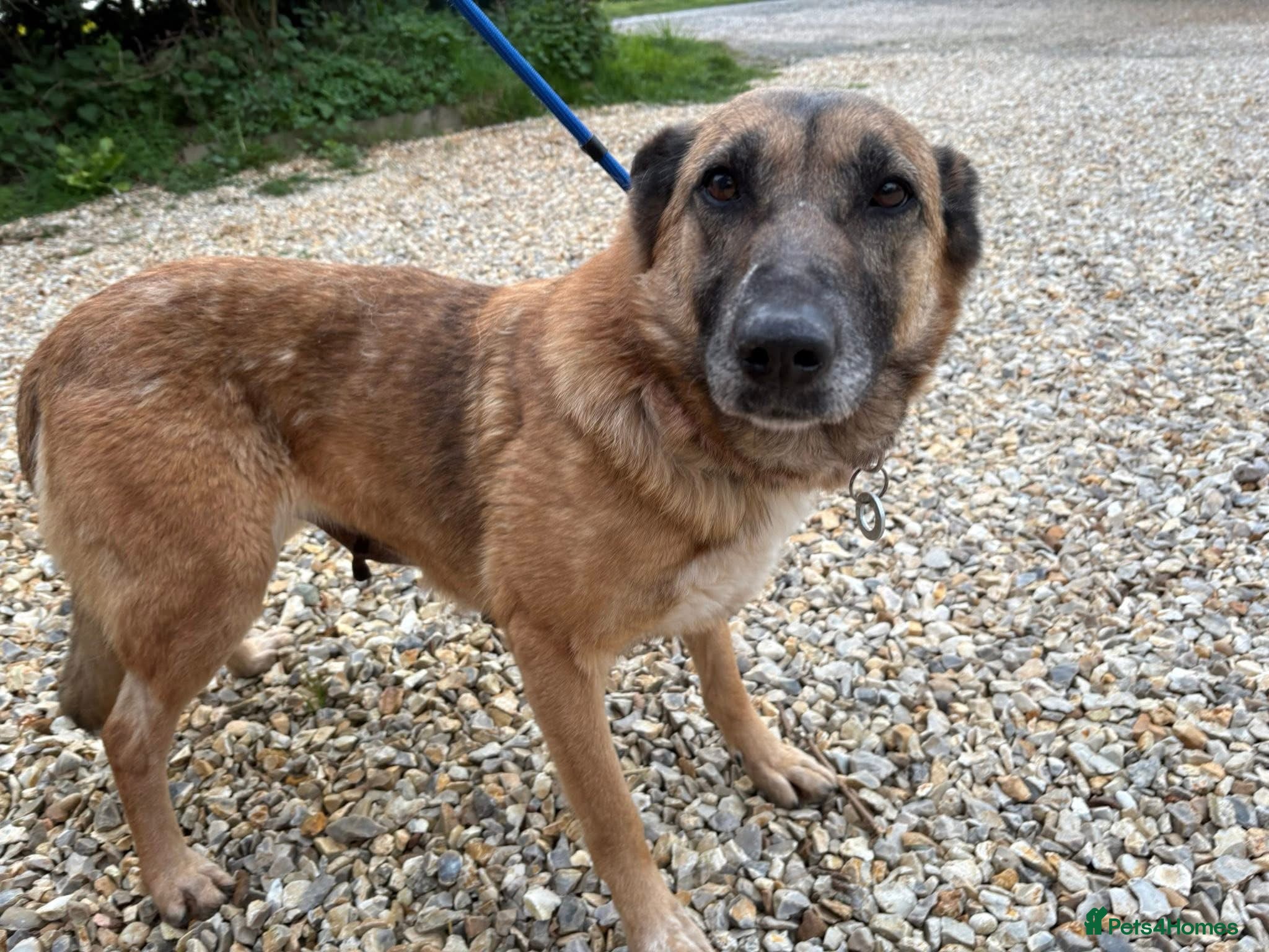 Mixed Breed dogs Thelma - Norwich Norfolk  - Advert 1