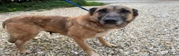 Mixed Breed dogs for adoption: Thelma - Norwich Norfolk  - Advert 1