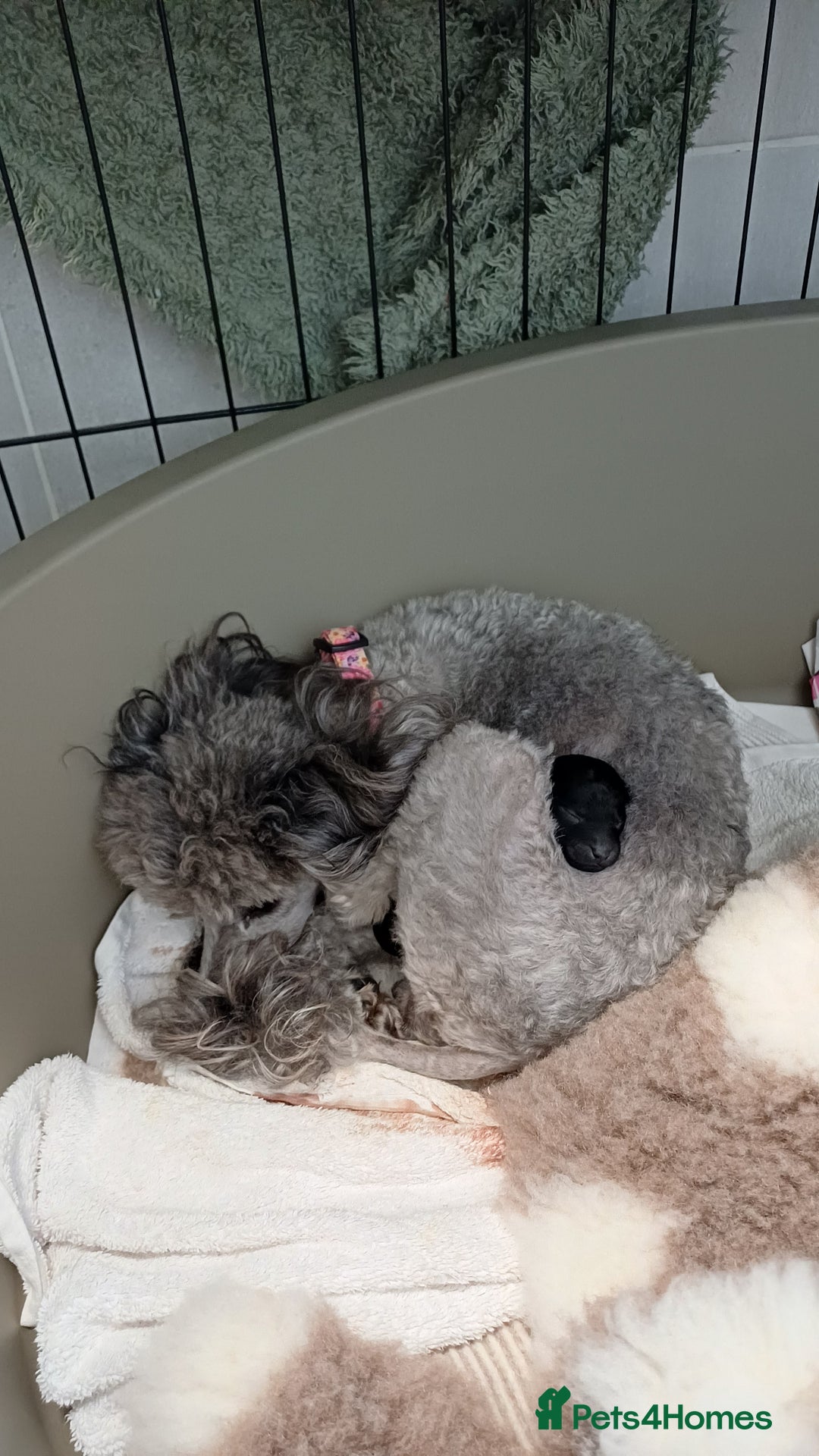 Toy Poodle dogs for sale: Female toy poodle silver  - Image 3