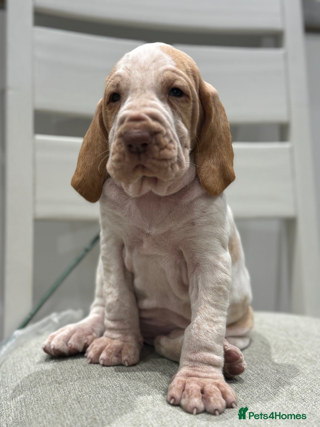 Bracco Italiano dogs for sale: KC TOP QUALITY BRACCO PUP AVAILABLE  - Advert 23