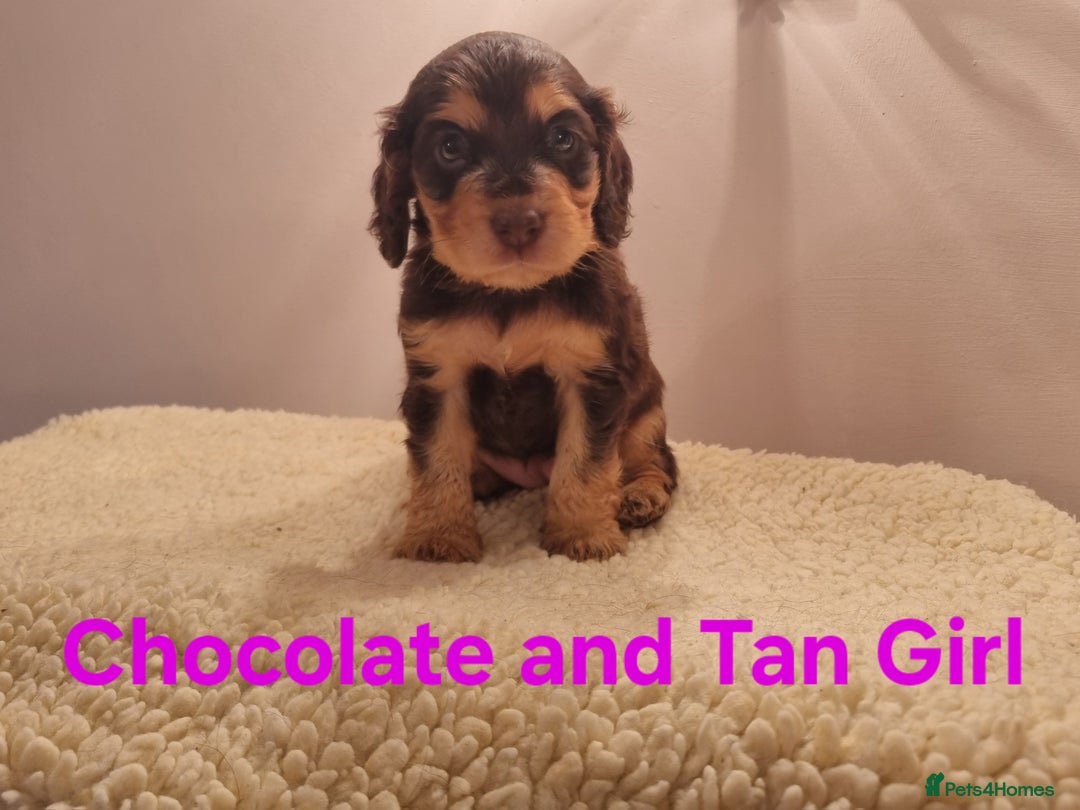 Cocker Spaniel dogs for sale: Gorgeous Chocolate & Sable Show Cocker Pups Ready - Image 7