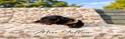 Miniature Dachshund dogs for sale: Blue and tan and Black and Tan Dachshund - Advert 10
