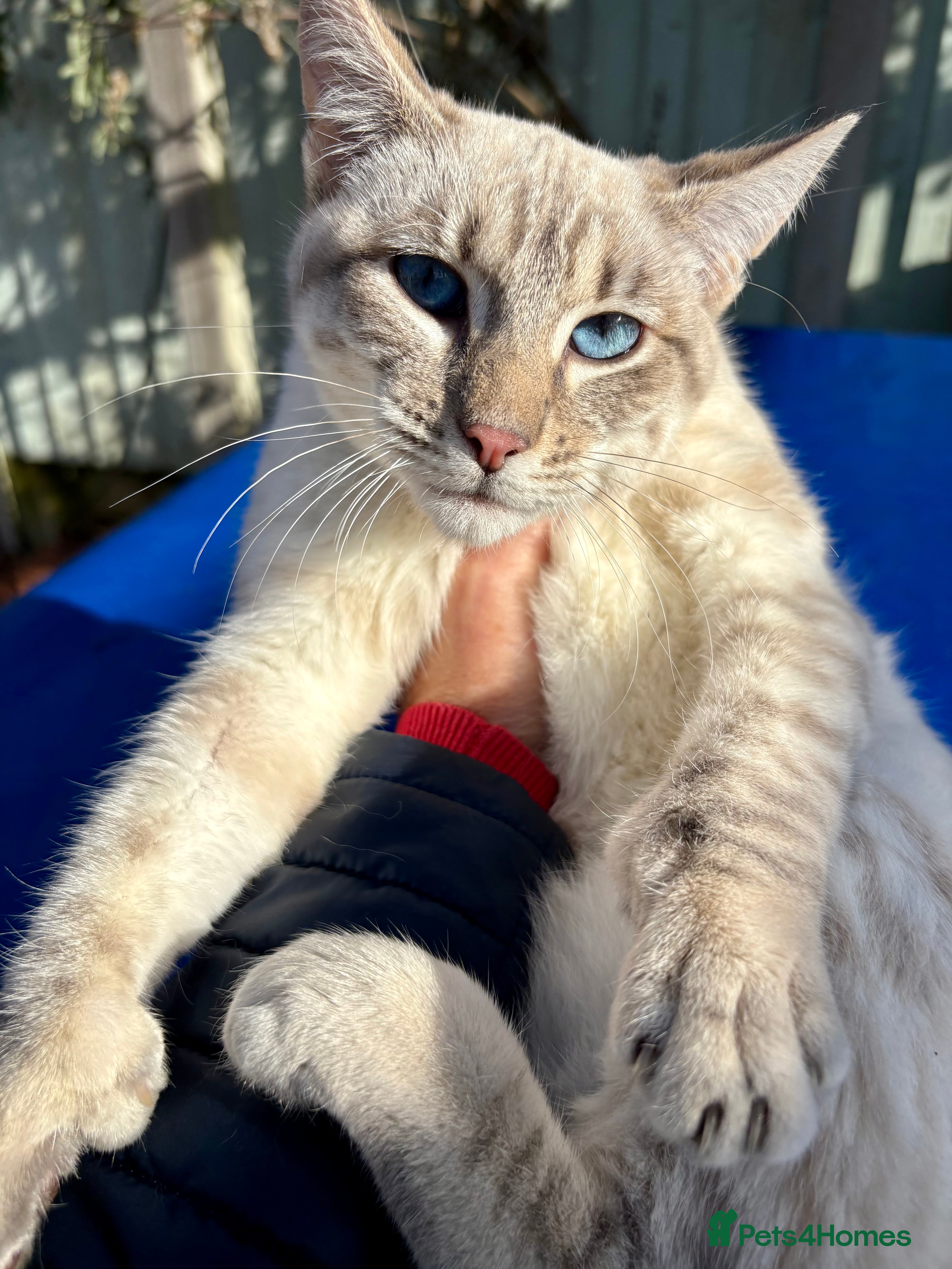 Keetso cats chunky poly curled eared leopard girl  - Advert 5